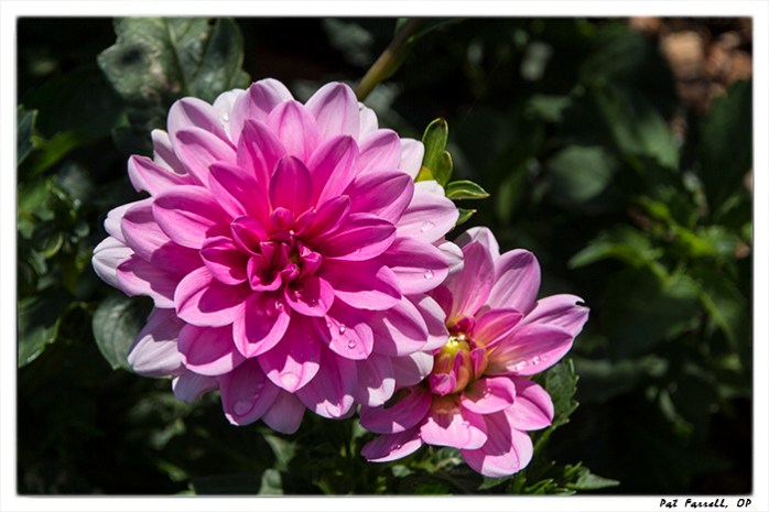 A dahlia within reach