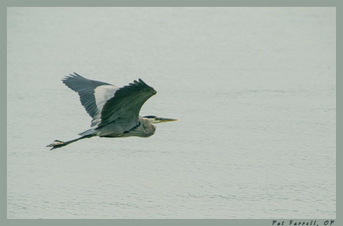 Always a surprise to catch a blue heron in flight