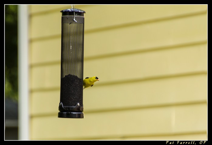 And what a delightful world with the gold finch in it!