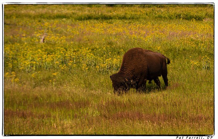 cross_country_2014_0646