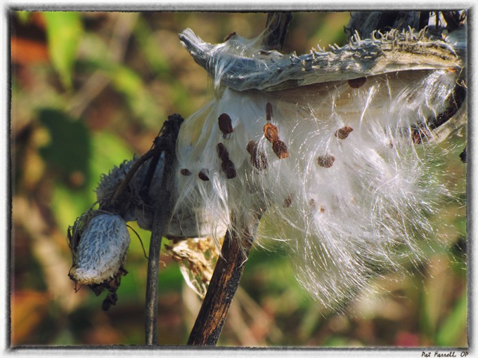 jubilee_farms_2011_024