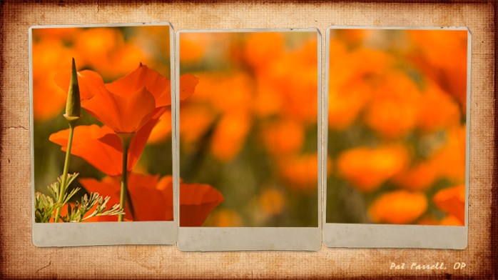 Nothing can fill my heart with joy like poppies can!!