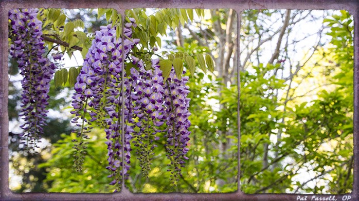 wisteria