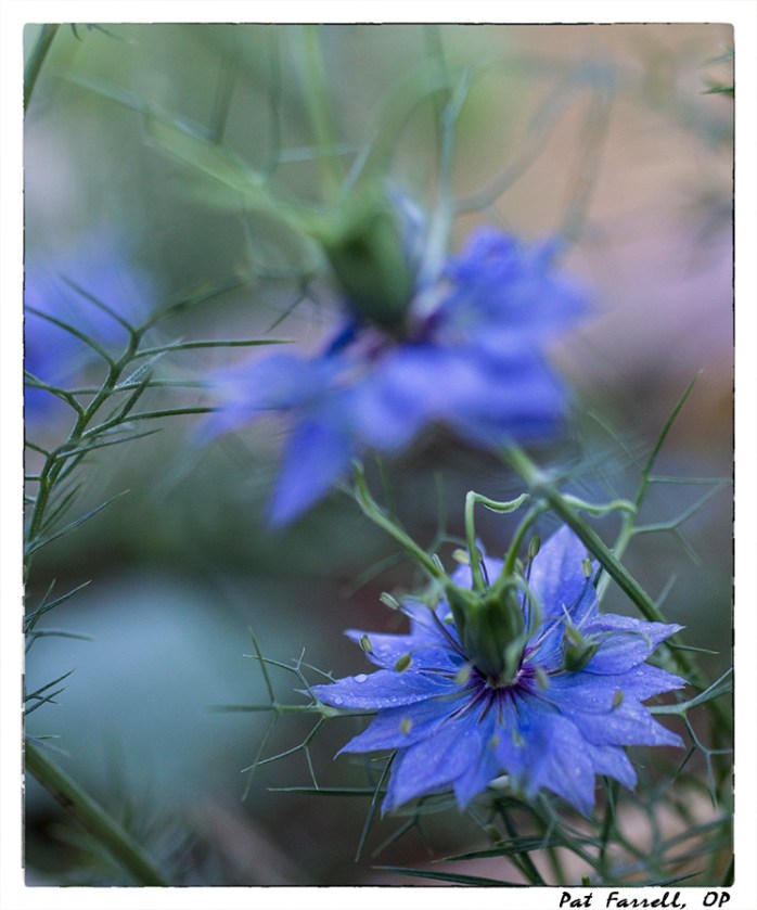 Would you ever expect a flower like this? It is Love in a Mist