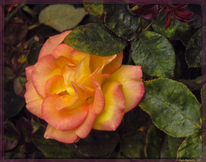 bolinas_september_2009_080