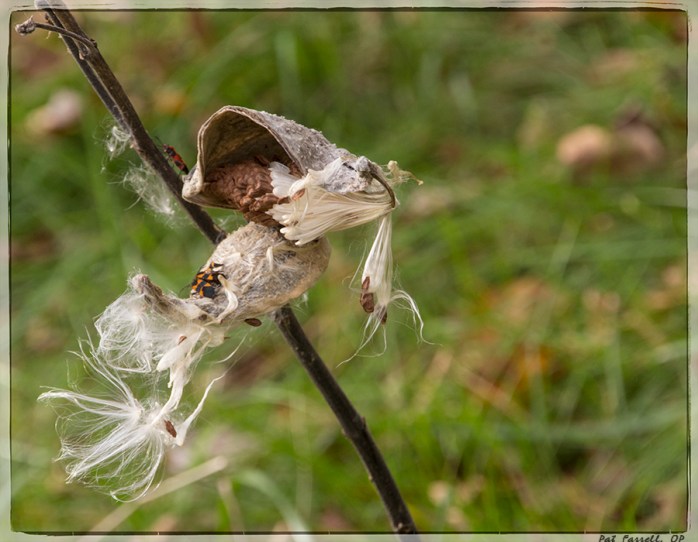 holy_wisdom_2016_041