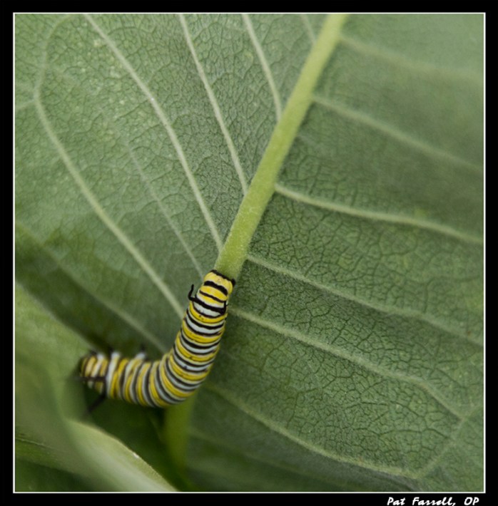 river_forest_monarchs_2016_012